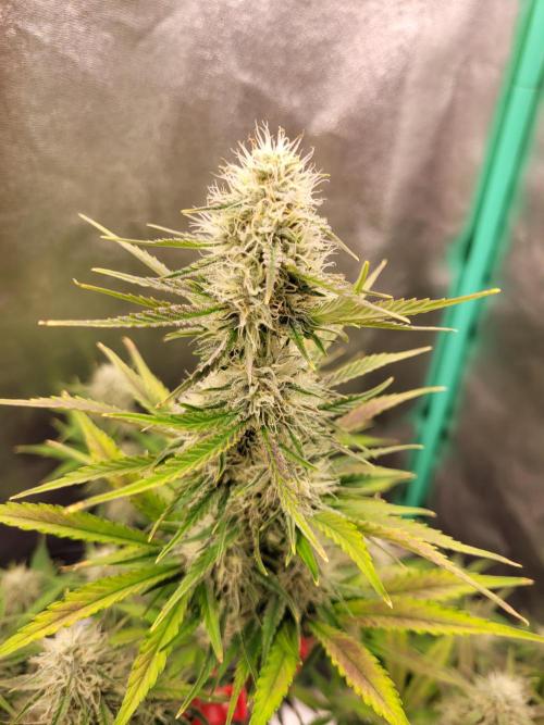 Maybe run for AWC?. Week 7