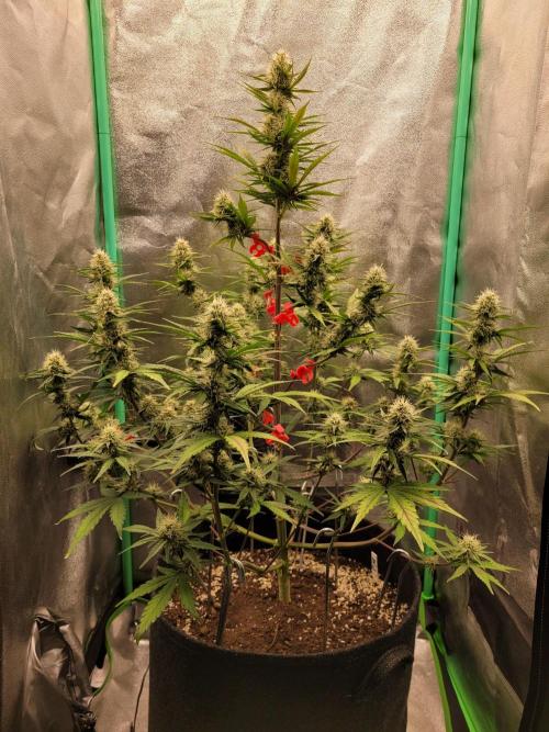 Maybe run for AWC?. Week 7