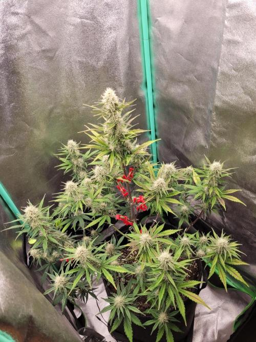 Maybe run for AWC?. Week 7