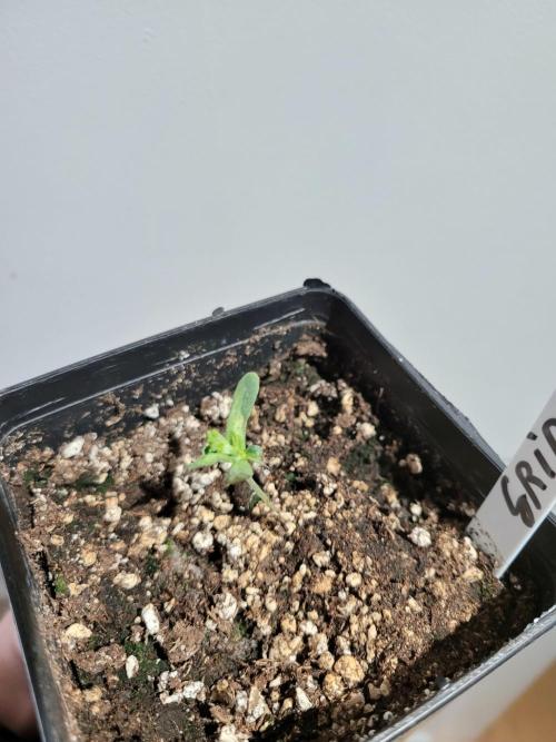 (RIP) High Hopes and Expectations!. Week 1