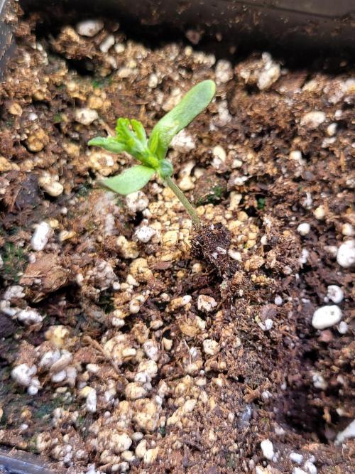 (RIP) High Hopes and Expectations!. Week 1