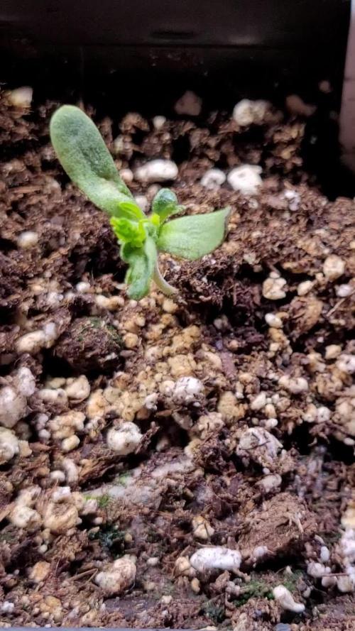 High Hopes and Expectations!