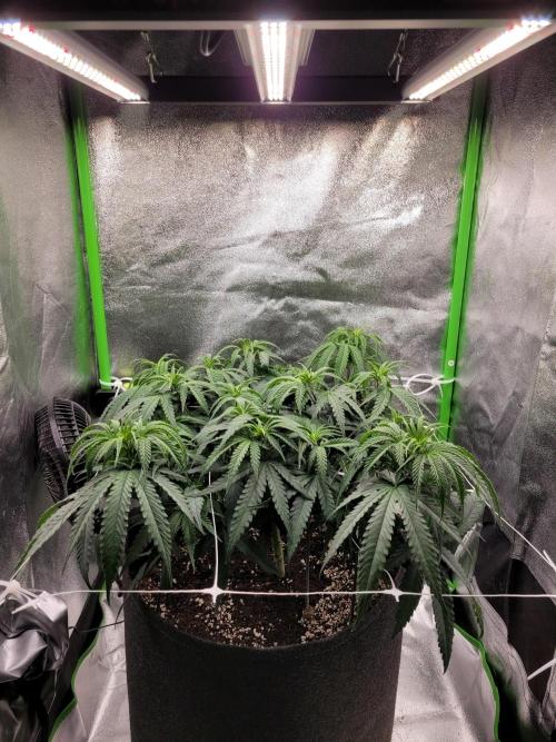 Lets grow some Honey Hash :). Week 8 - before