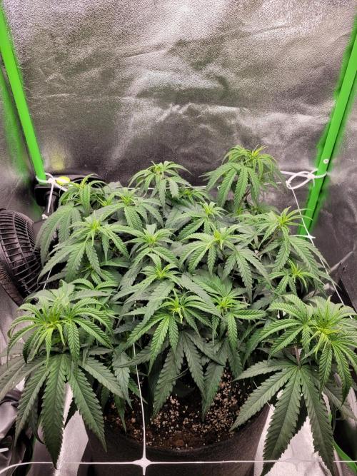 Lets grow some Honey Hash :). Week 8 - before