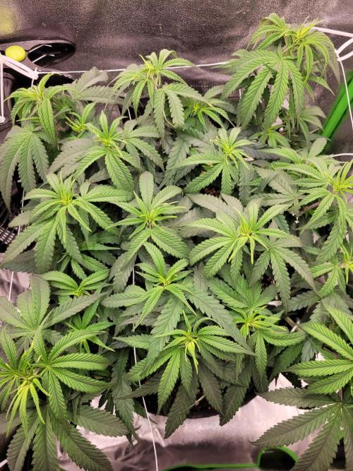 Lets grow some Honey Hash :). Week 8 - before