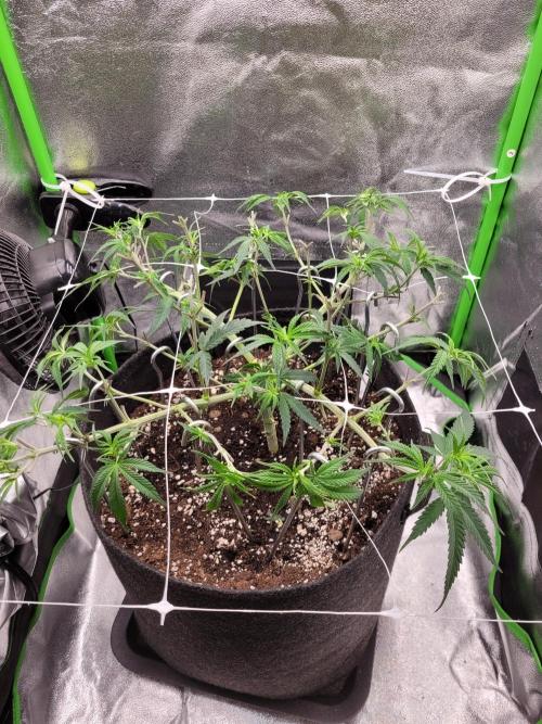 Lets grow some Honey Hash :). Week 8 - cut