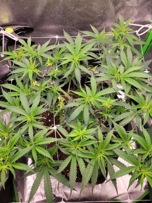 Lets grow some Honey Hash :). Week 8 - 3 days after/now