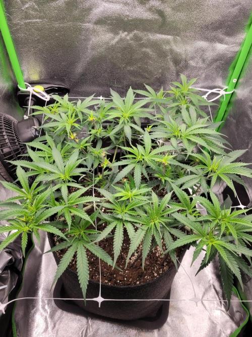 Lets grow some Honey Hash :). Week 8 - 3 days after/now