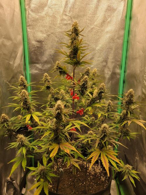 Maybe run for AWC?. Week 8