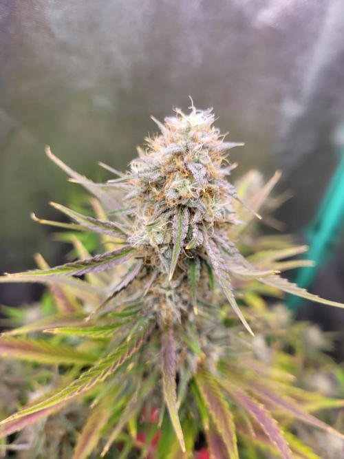 Maybe run for AWC?. Week 8