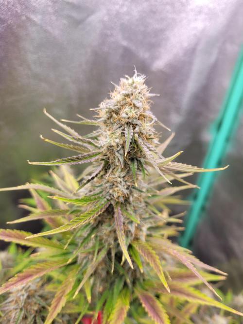 Maybe run for AWC?. Week 8