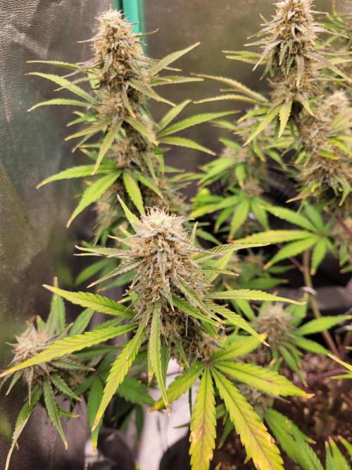 Maybe run for AWC?. Week 8