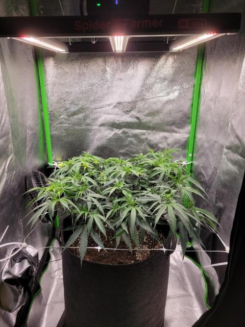 Lets grow some Honey (Runtz) Hash :). Week 9