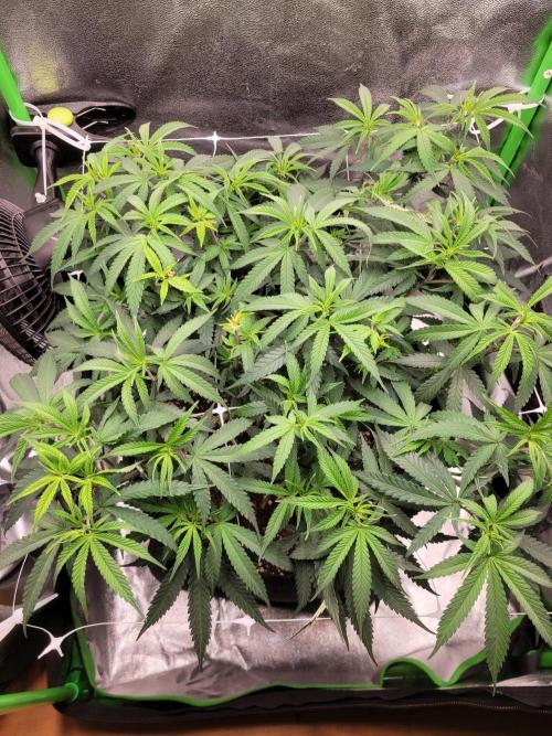 Lets grow some Honey (Runtz) Hash :). Week 9