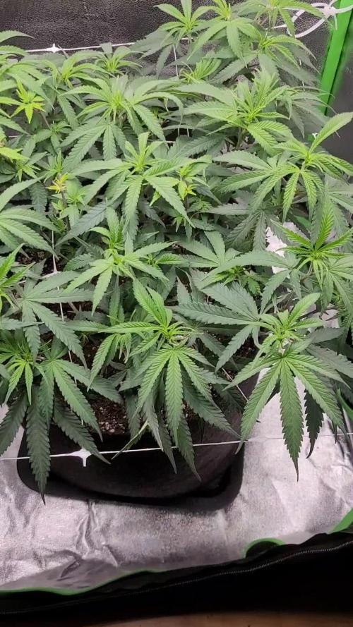 Lets grow some Honey (Runtz) Hash :)