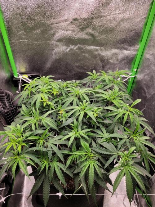 Lets grow some Honey (Runtz) Hash :). Week 9