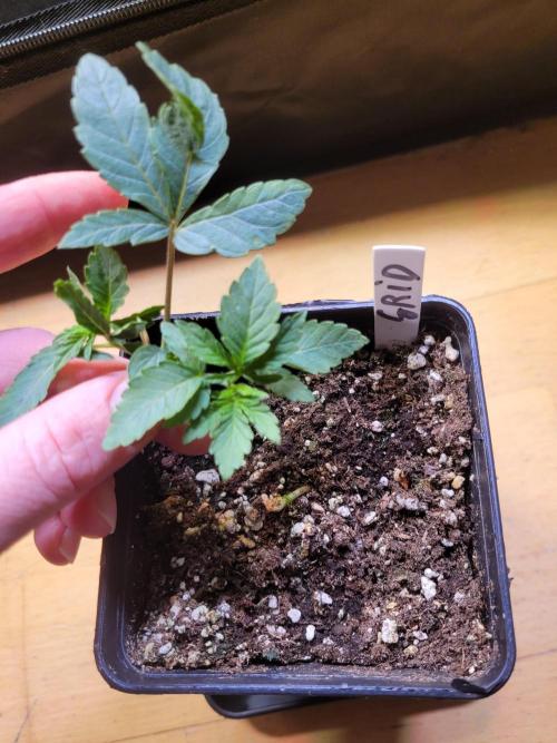 (RIP) High Hopes and Expectations!. Week 2 - cutted