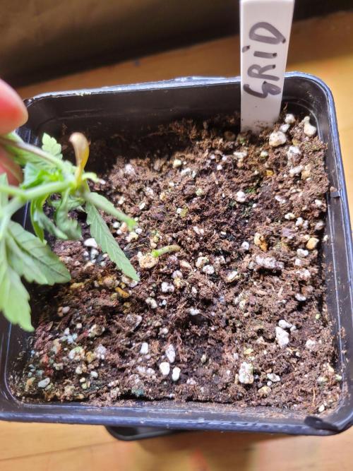 (RIP) High Hopes and Expectations!. Week 2 - cutted