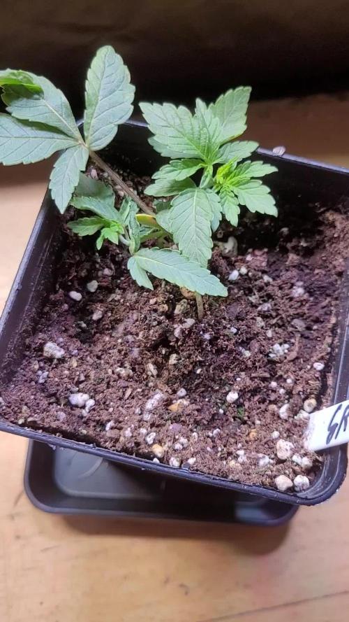 (RIP) High Hopes and Expectations!