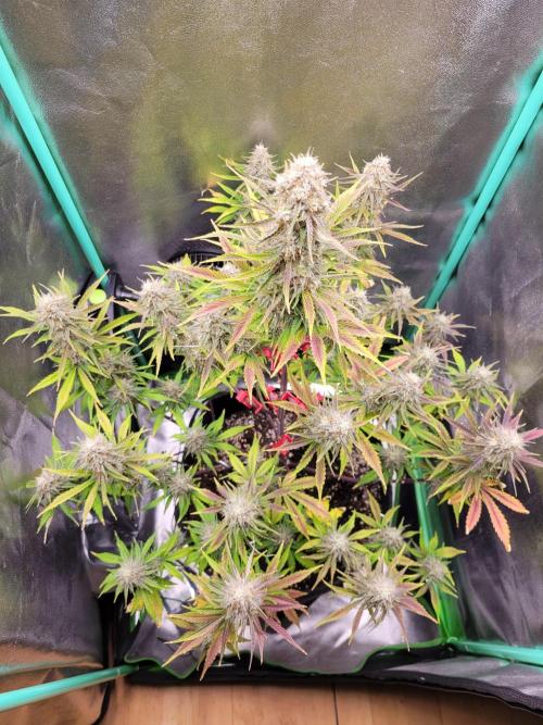 Maybe run for AWC?. Week 9