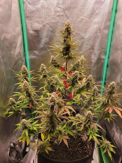 Maybe run for AWC?. Week 9