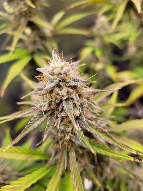 Maybe run for AWC?. Week 9