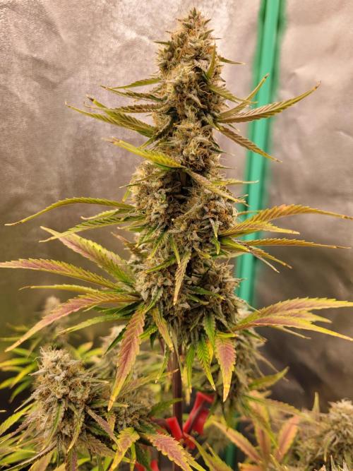 Maybe run for AWC?. Week 9