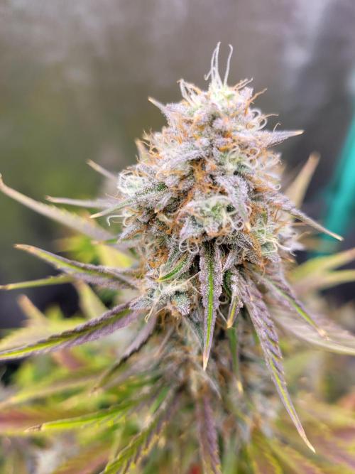 Maybe run for AWC?. Week 9