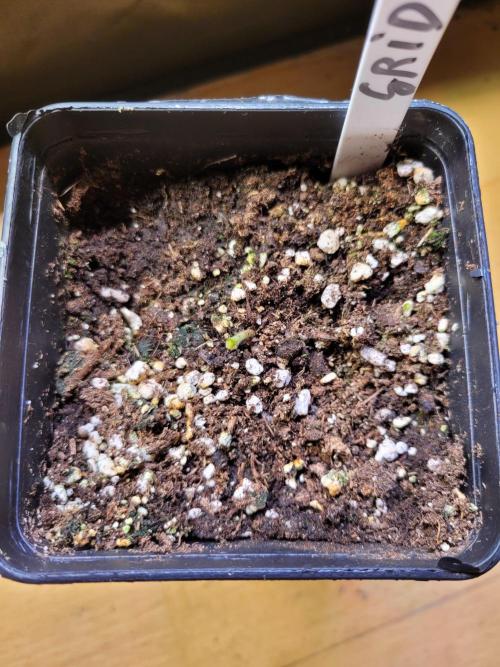 (RIP) High Hopes and Expectations!. Week 2 - plant gone