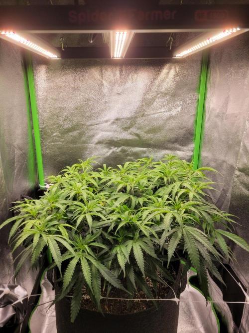 Lets grow some Honey (Runtz) Hash :). Week 10