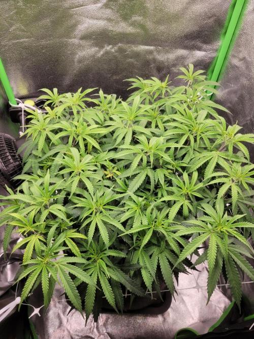 Lets grow some Honey (Runtz) Hash :). Week 10