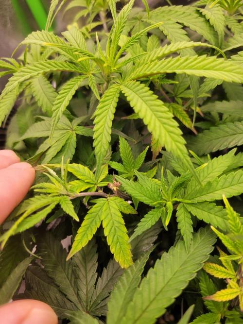 Lets grow some Honey (Runtz) Hash :). Week 10 - one topped branched died 