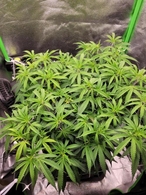 Lets grow some Honey (Runtz) Hash :). Week 10