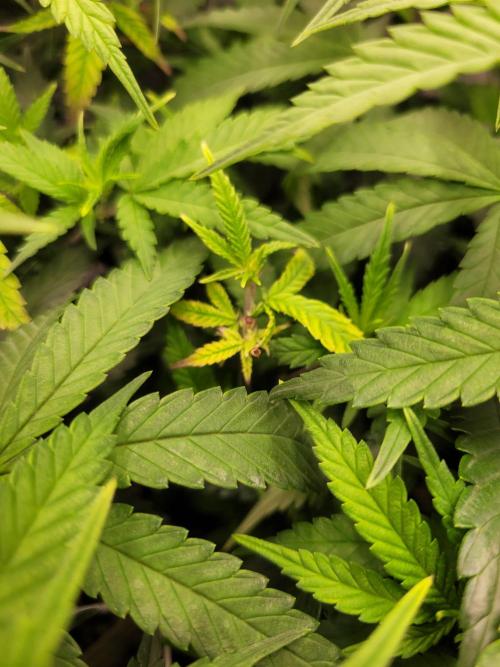 Lets grow some Honey (Runtz) Hash :). Week 10 - some problem with the new topps