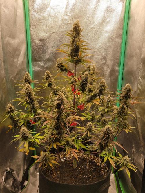 Maybe run for AWC?. Week 10