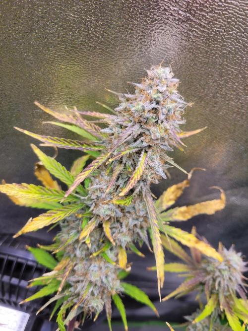 Maybe run for AWC?. Week 10