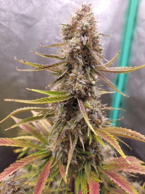 Maybe run for AWC?. Week 10