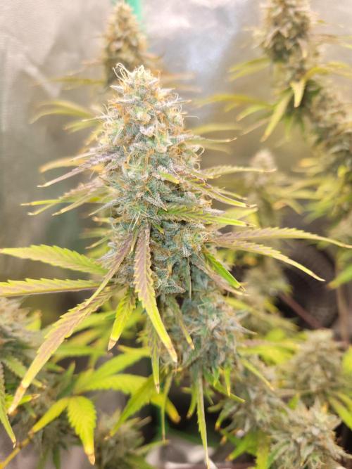 Maybe run for AWC?. Week 10