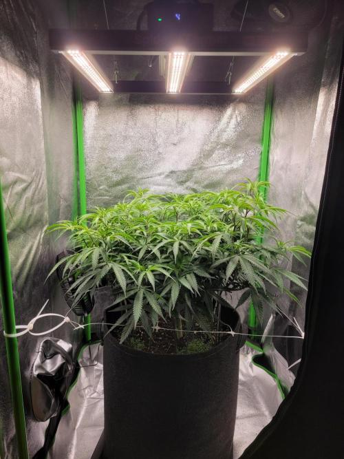 Lets grow some Honey (Runtz) Hash :). Week 11