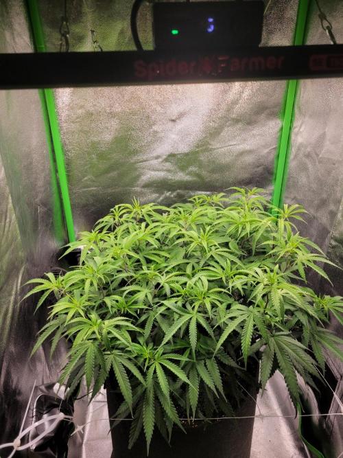 Lets grow some Honey (Runtz) Hash :). Week 11