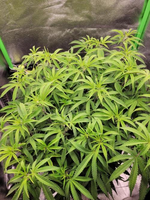 Lets grow some Honey (Runtz) Hash :). Week 11