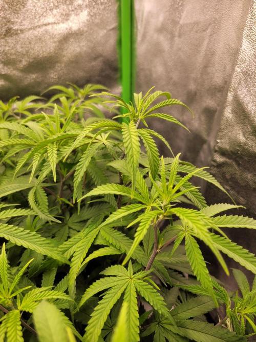 Lets grow some Honey (Runtz) Hash :). Week 11