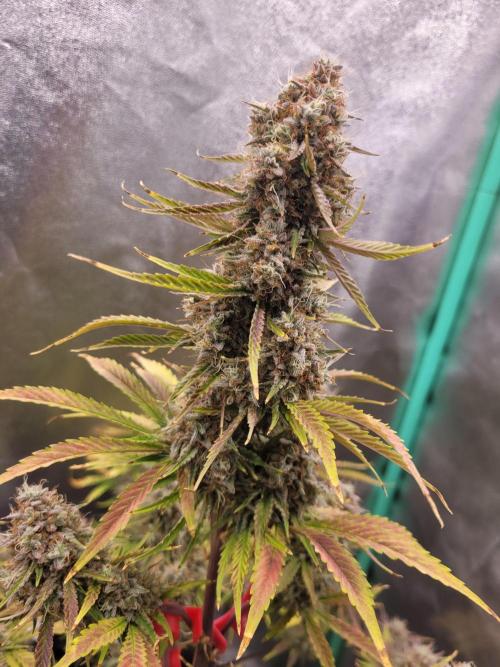 Maybe run for AWC?. Week 11