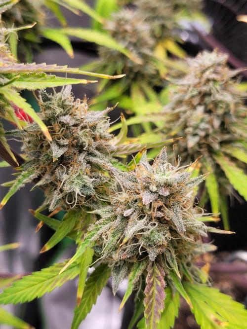 Maybe run for AWC?. Week 11