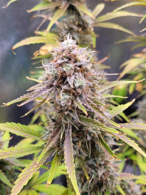 Maybe run for AWC?. Week 11