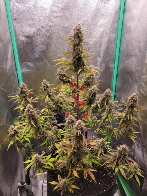 Maybe run for AWC?. Week 11