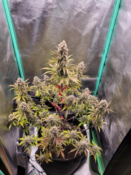 Maybe run for AWC?. Week 12