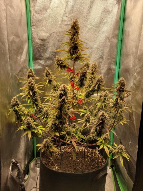 Maybe run for AWC?. Week 12