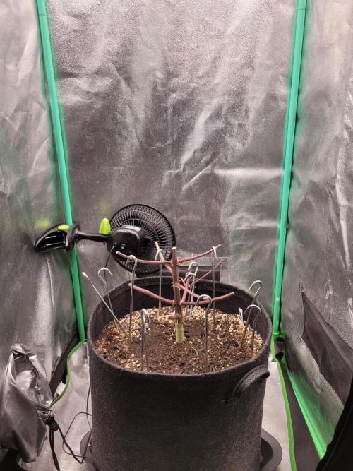 Maybe run for AWC?. Week 12