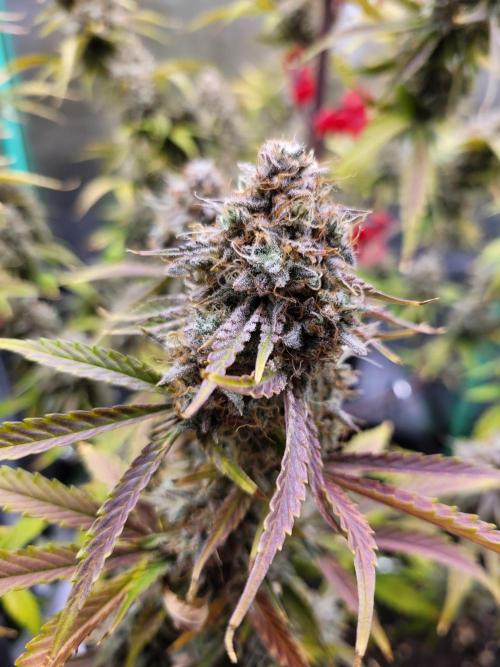 Maybe run for AWC?. Week 12